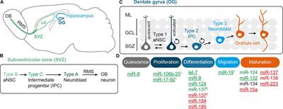 MicroRNAs Engage in Complex Circuits Regulating Adult Neurogenesis